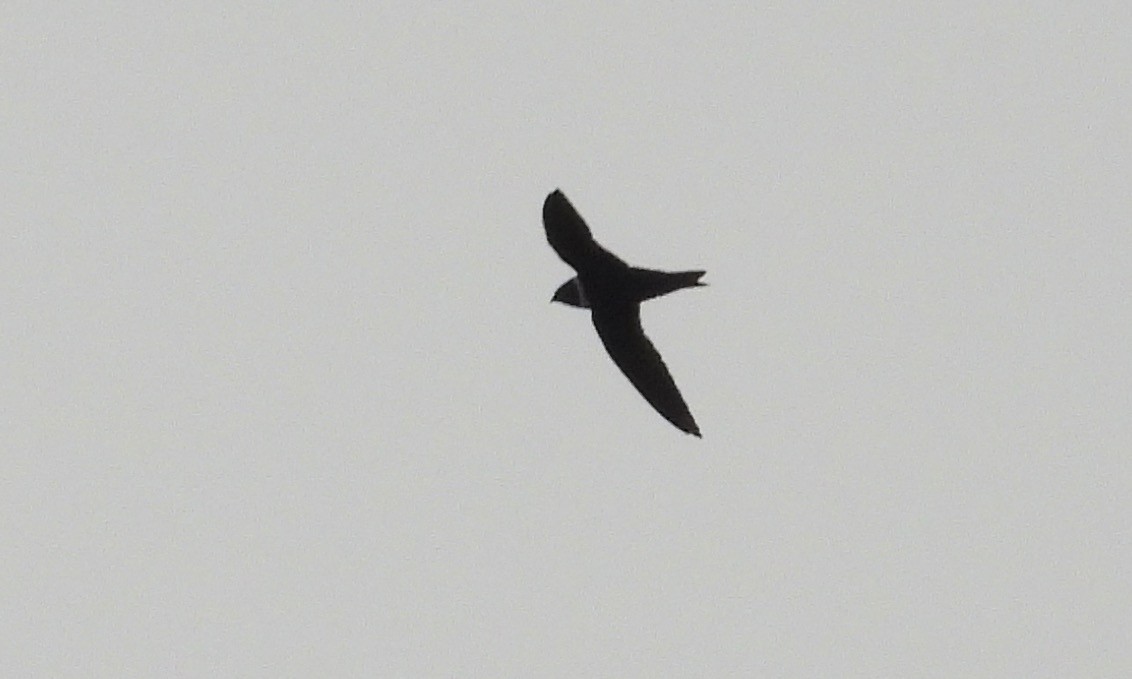 White-collared Swift - ML188208331