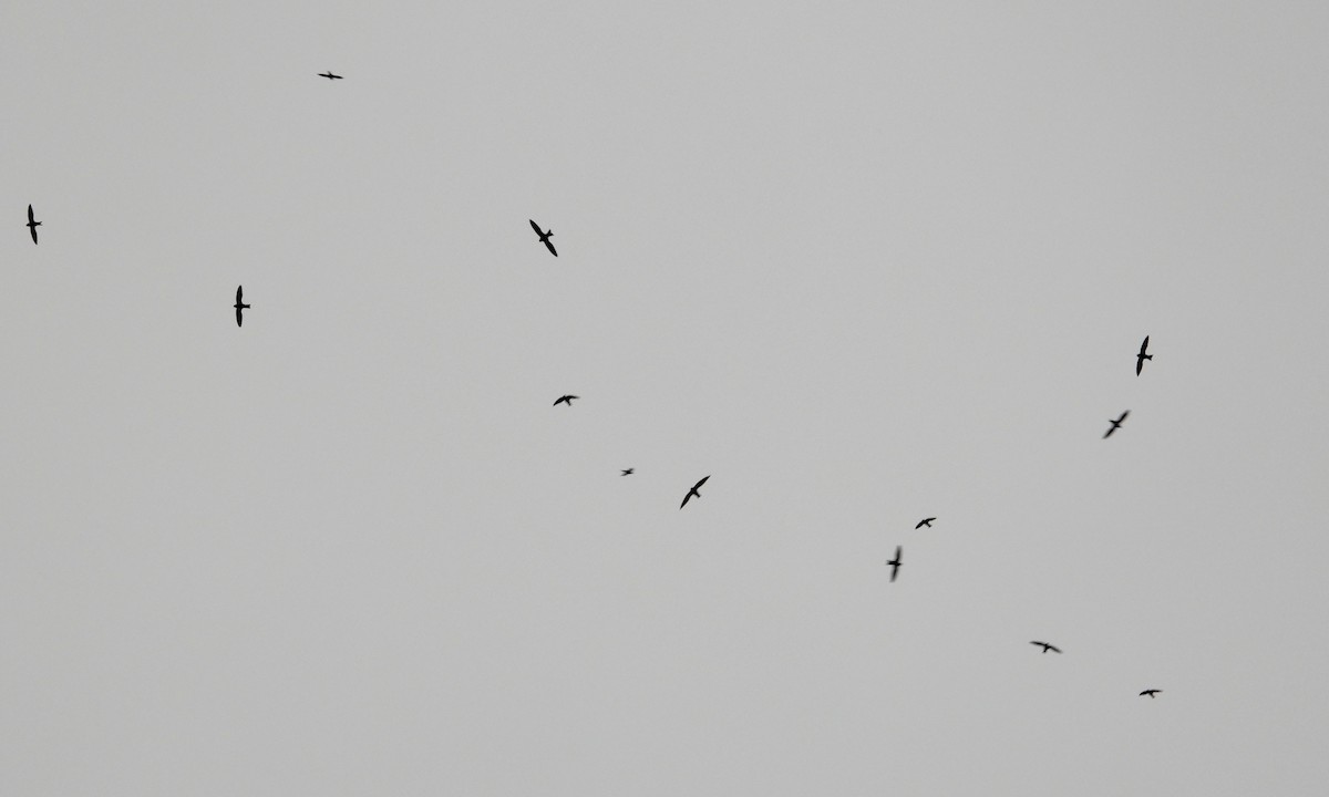 White-collared Swift - grete pasch