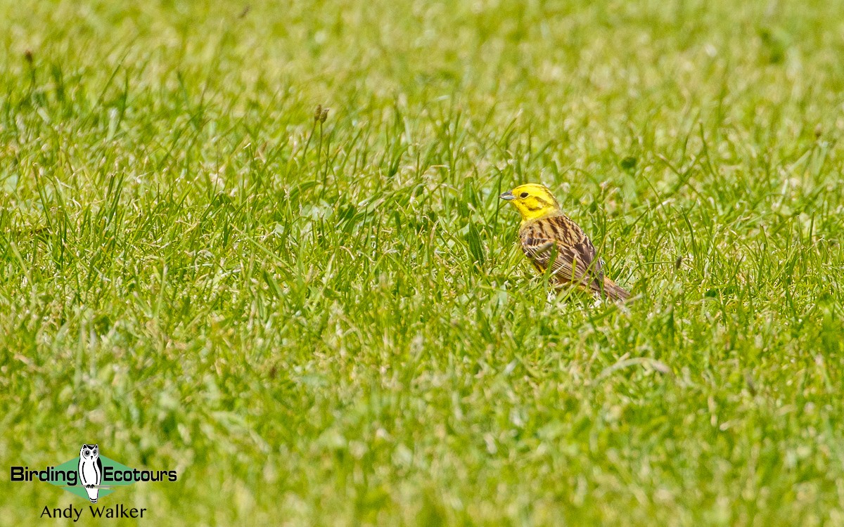 Yellowhammer - ML188212021