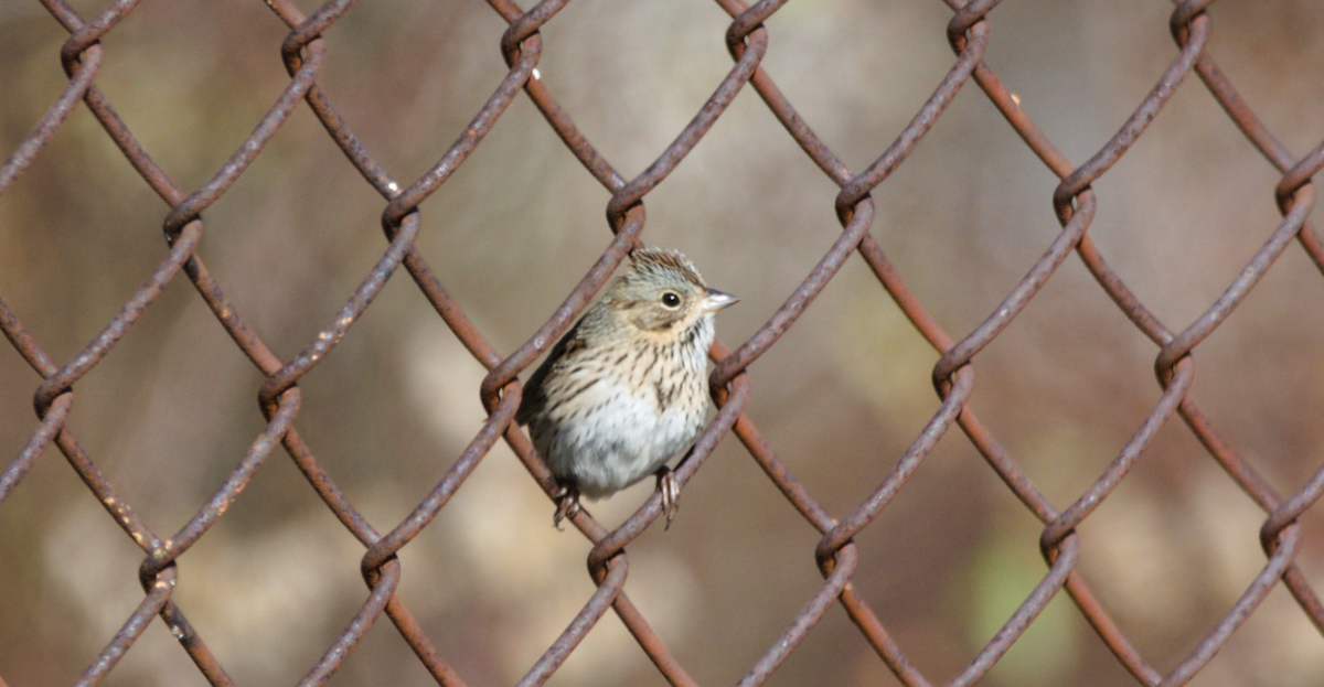 Lincoln's Sparrow - ML188213141