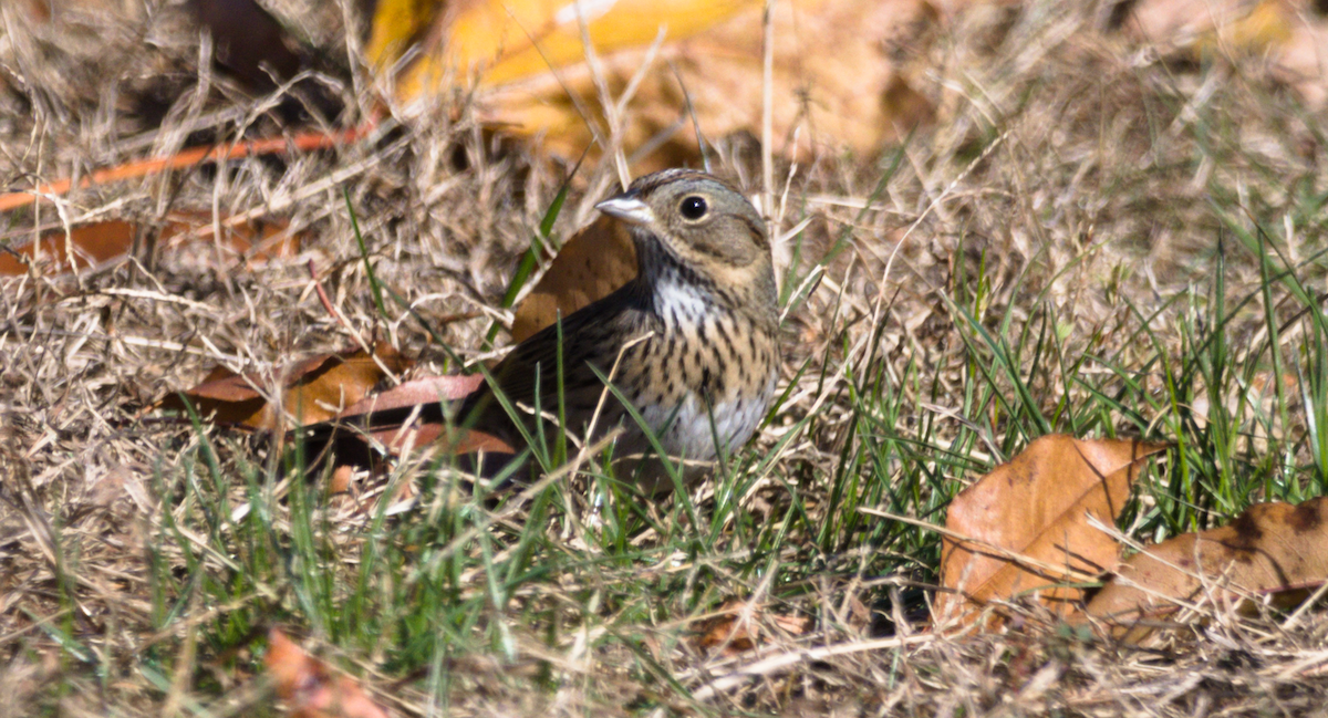 Lincoln's Sparrow - ML188213171