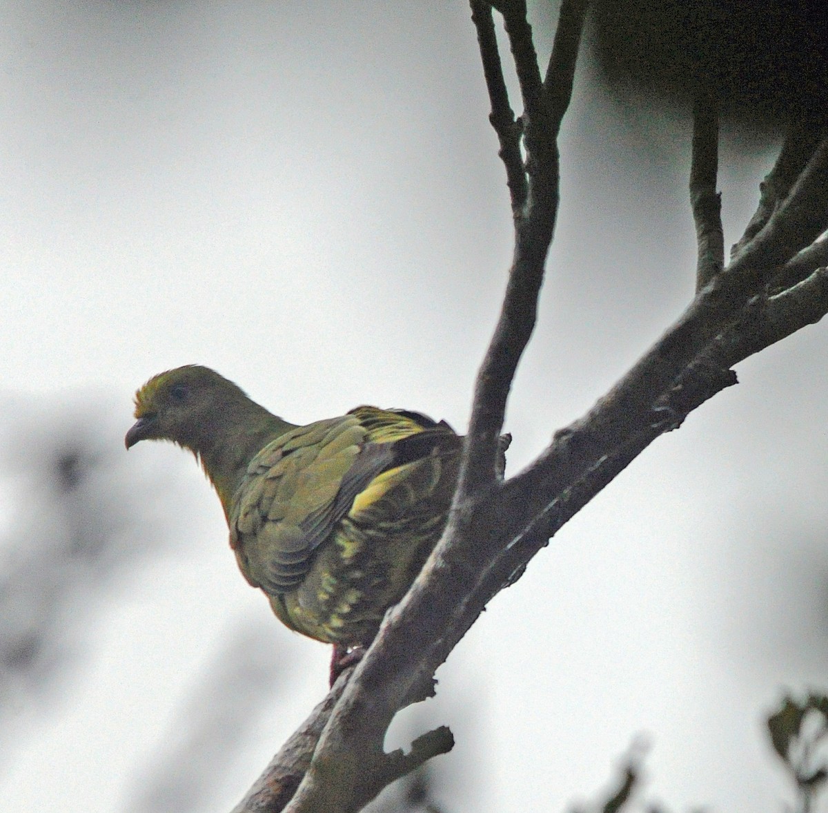 Whistling Green-Pigeon (Ryukyu) - ML188217031