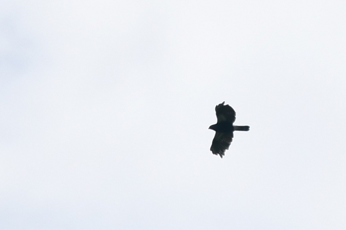 Hook-billed Kite - Marie O'Neill