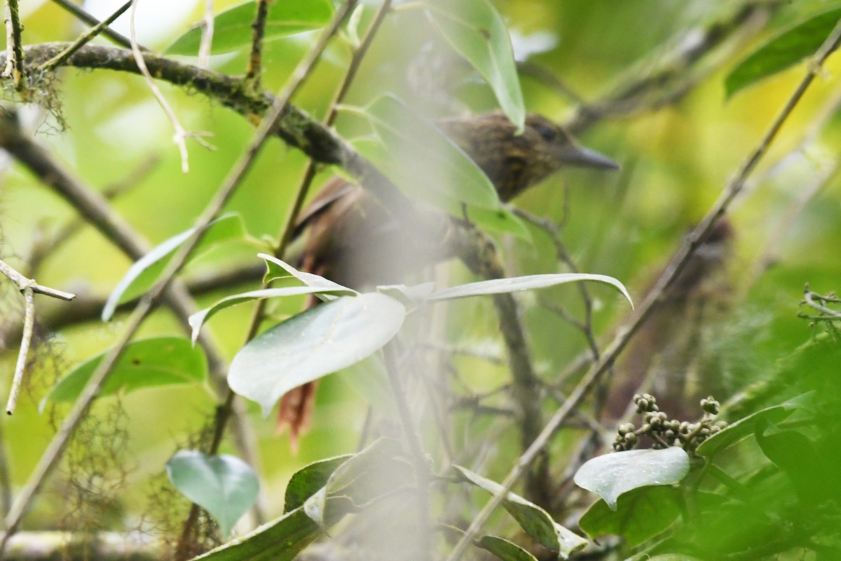 Lineated Foliage-gleaner - Marie O'Neill