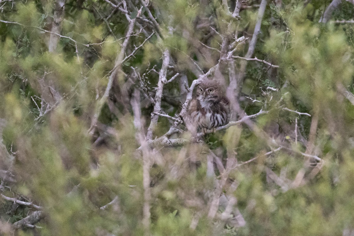 Ferruginous Pygmy-Owl - ML188219081