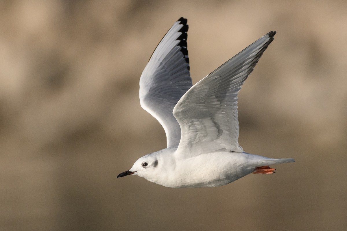 Bonaparte's Gull - Darren Clark