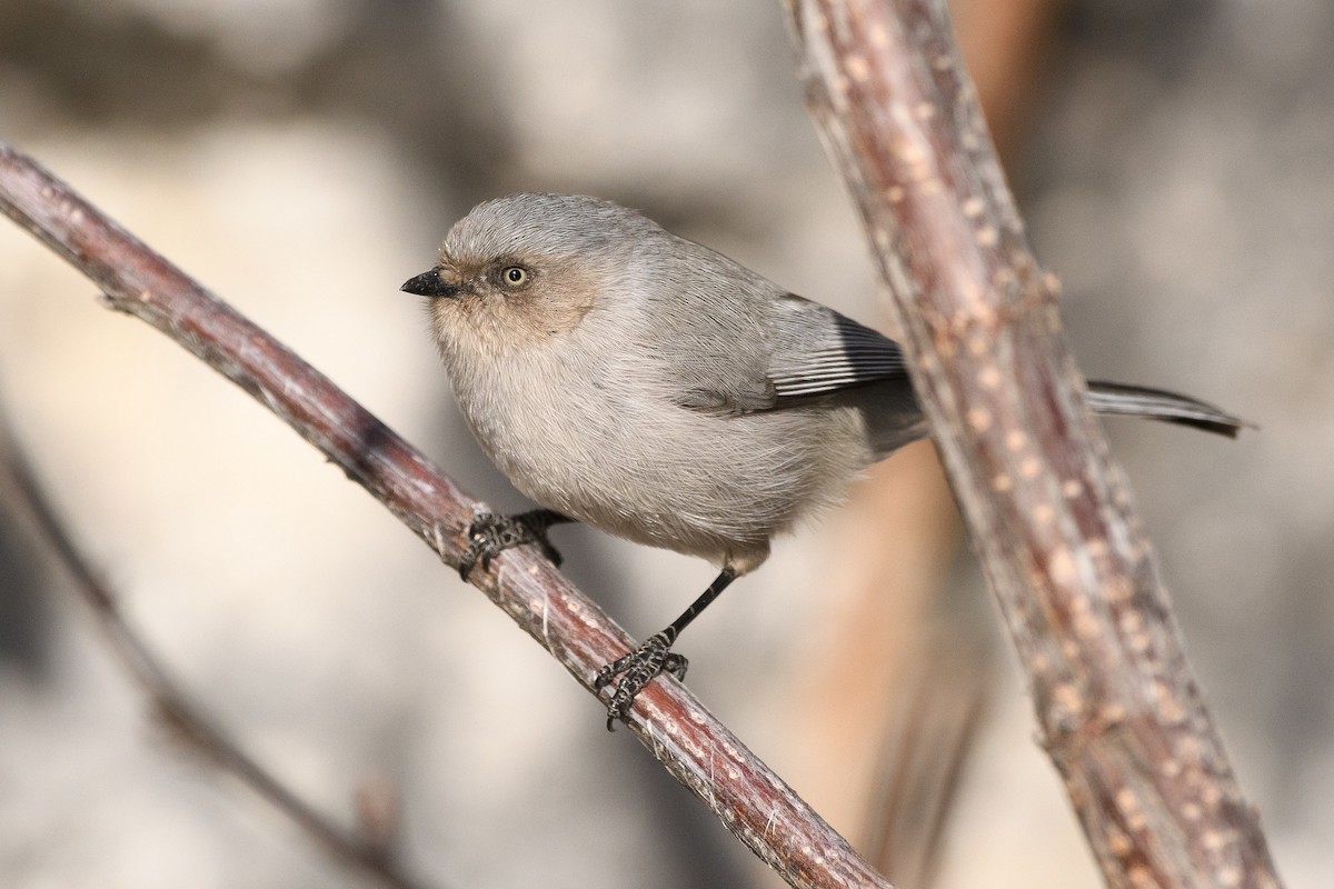 Bushtit - Darren Clark