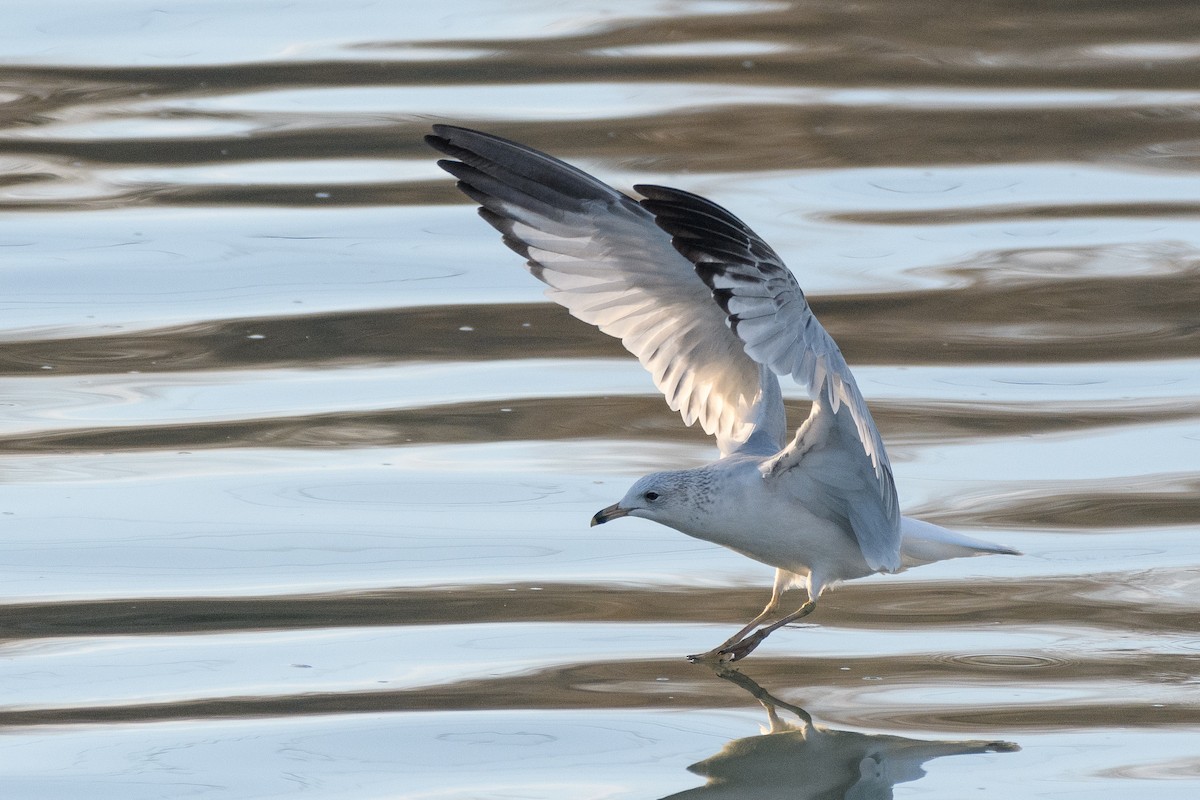 Ring-billed Gull - ML188219551