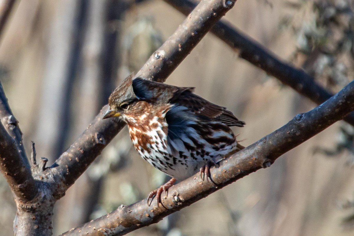 Fox Sparrow - ML188222271