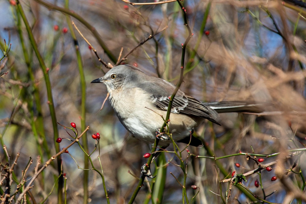 Northern Mockingbird - ML188222381