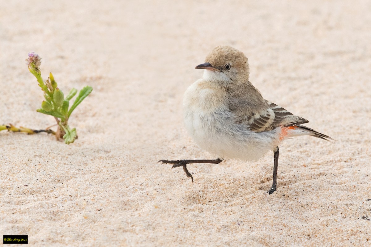 Crimson Chat - David Irving