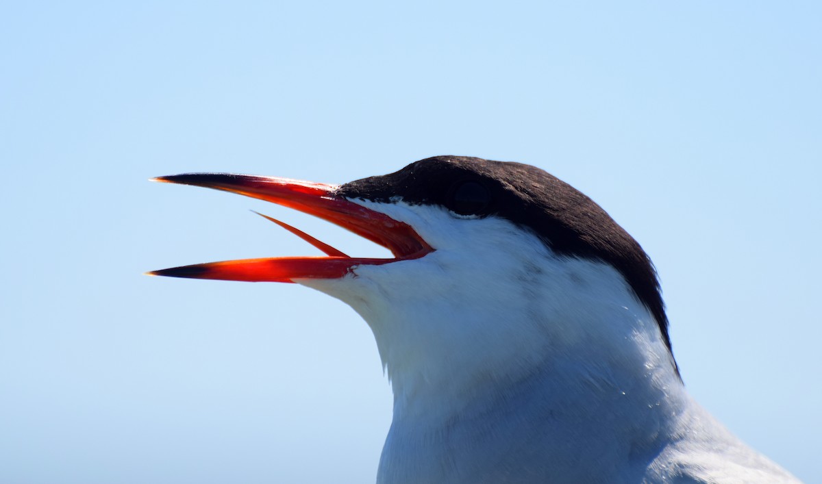 Common Tern - Santi Tabares