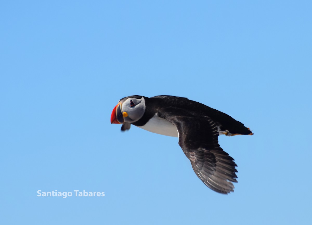 Atlantic Puffin - ML188224671