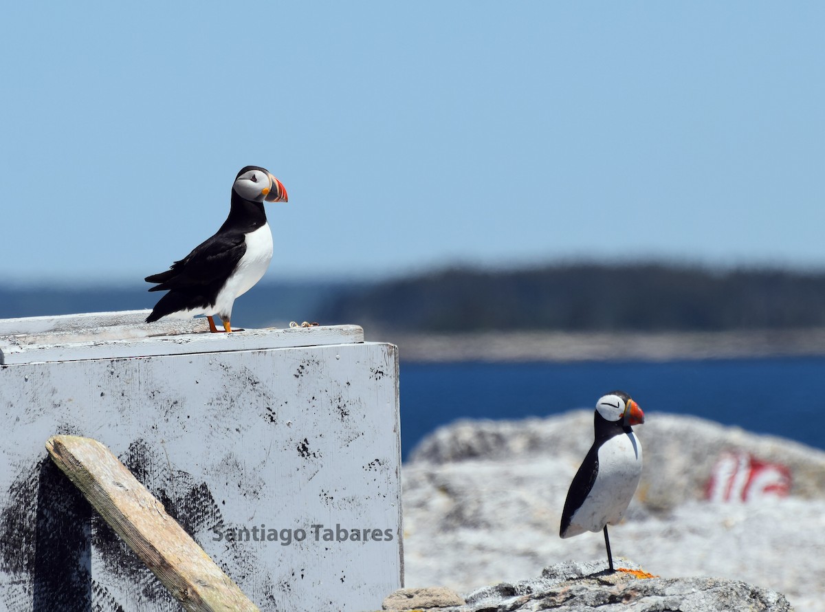 Atlantic Puffin - ML188224701