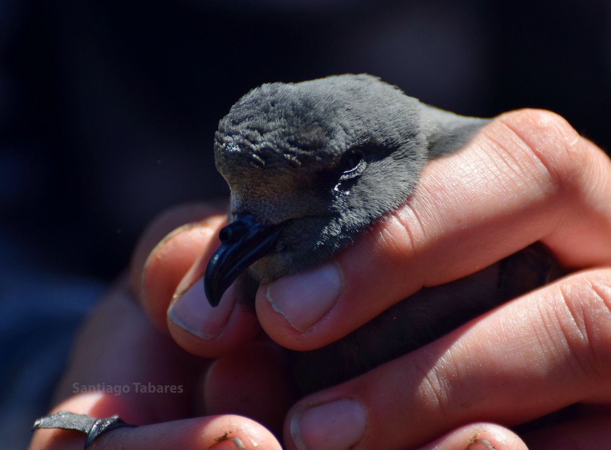 Leach's Storm-Petrel - ML188224761