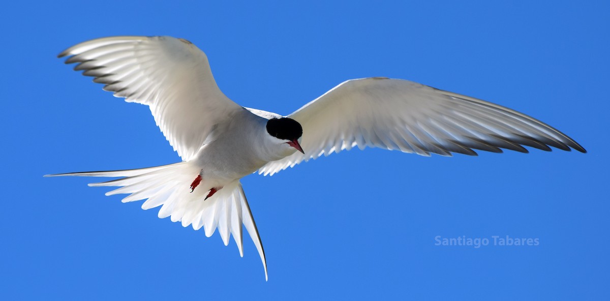 Arctic Tern - ML188224891