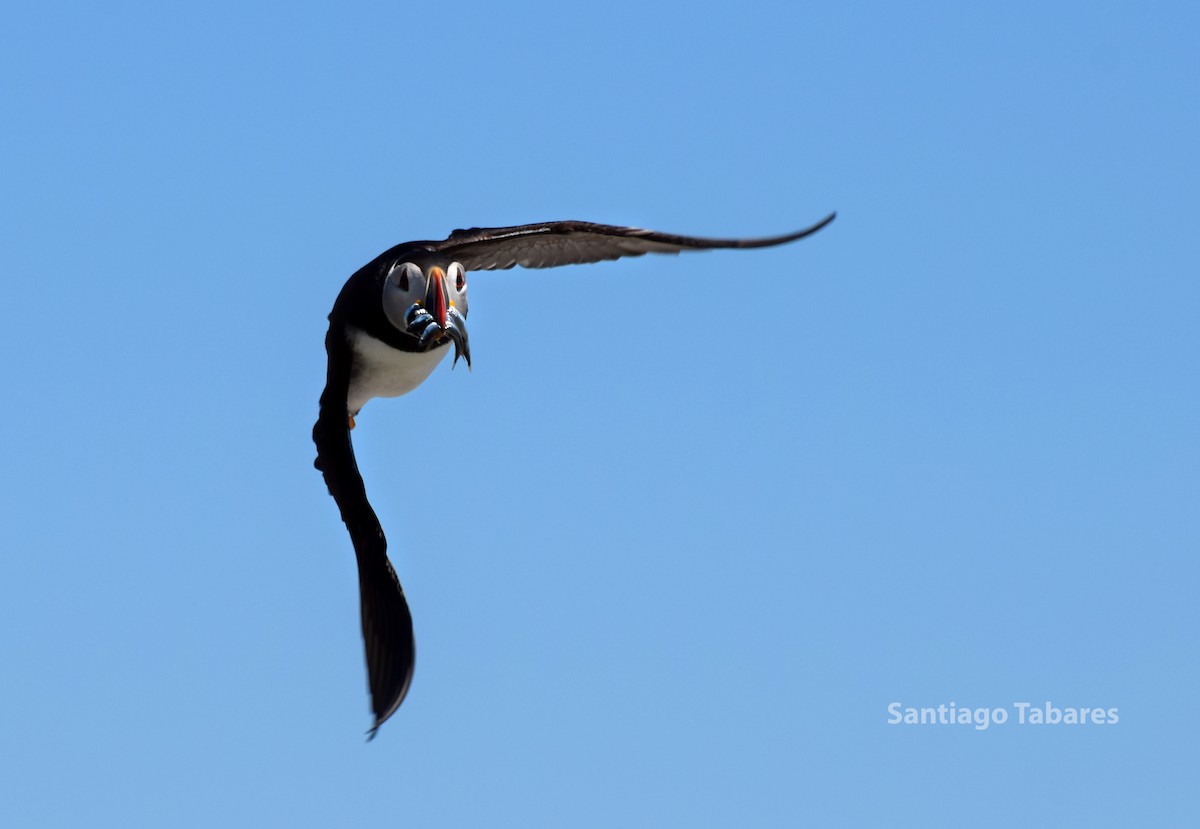 Atlantic Puffin - Santi Tabares