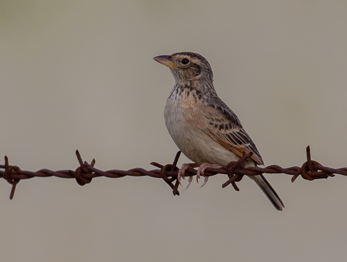 Singing Bushlark (Australasian) - ML188225331