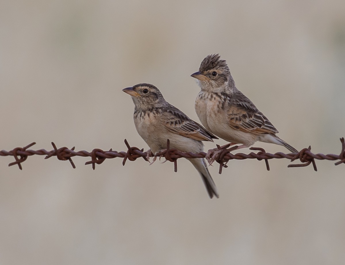 Singing Bushlark (Australasian) - ML188225341