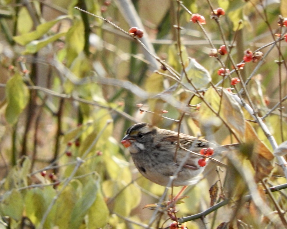 White-throated Sparrow - ML188227591