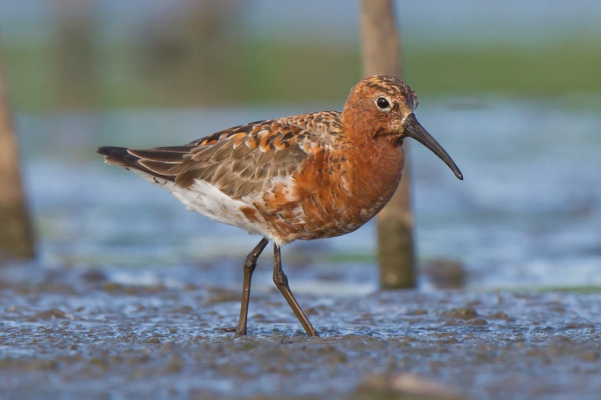 Curlew Sandpiper - Ryan Sanderson