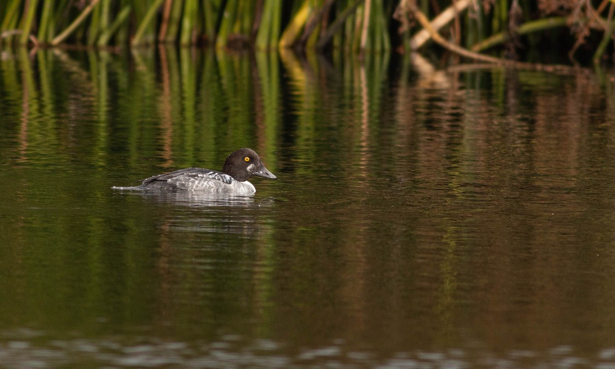 Common Goldeneye - ML188228241