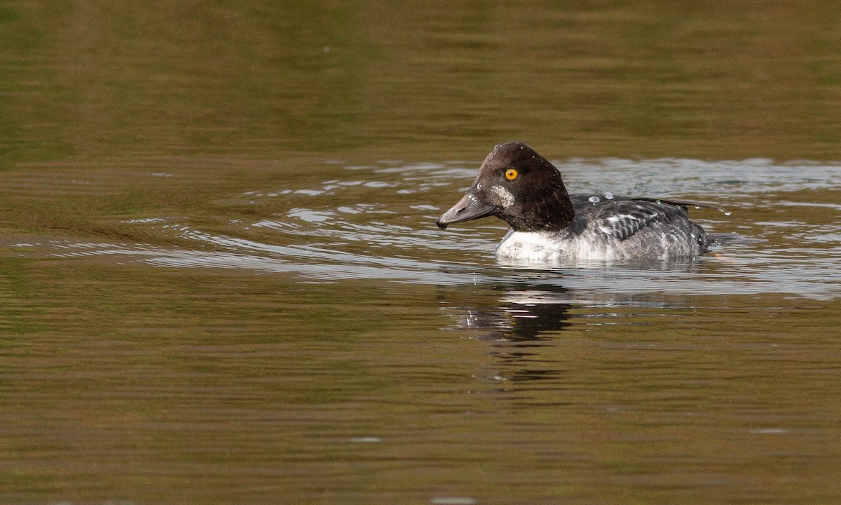 Common Goldeneye - ML188228251