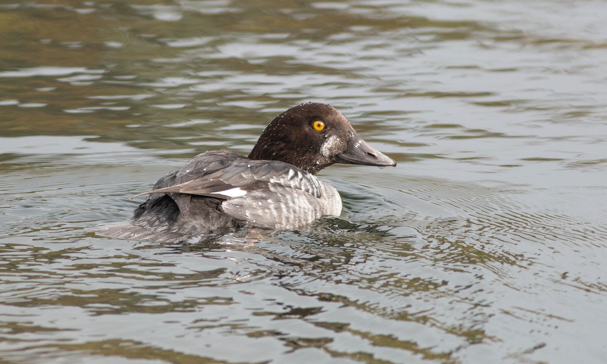 Common Goldeneye - ML188228261