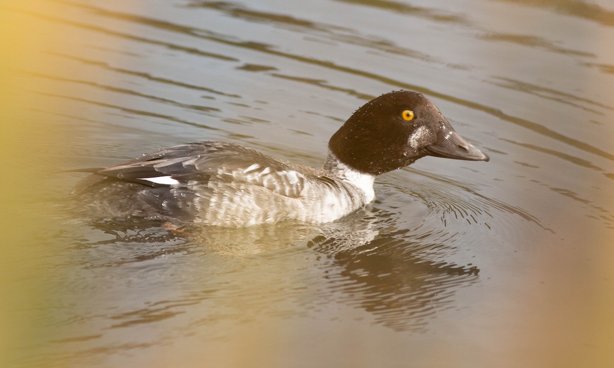 Common Goldeneye - ML188228271