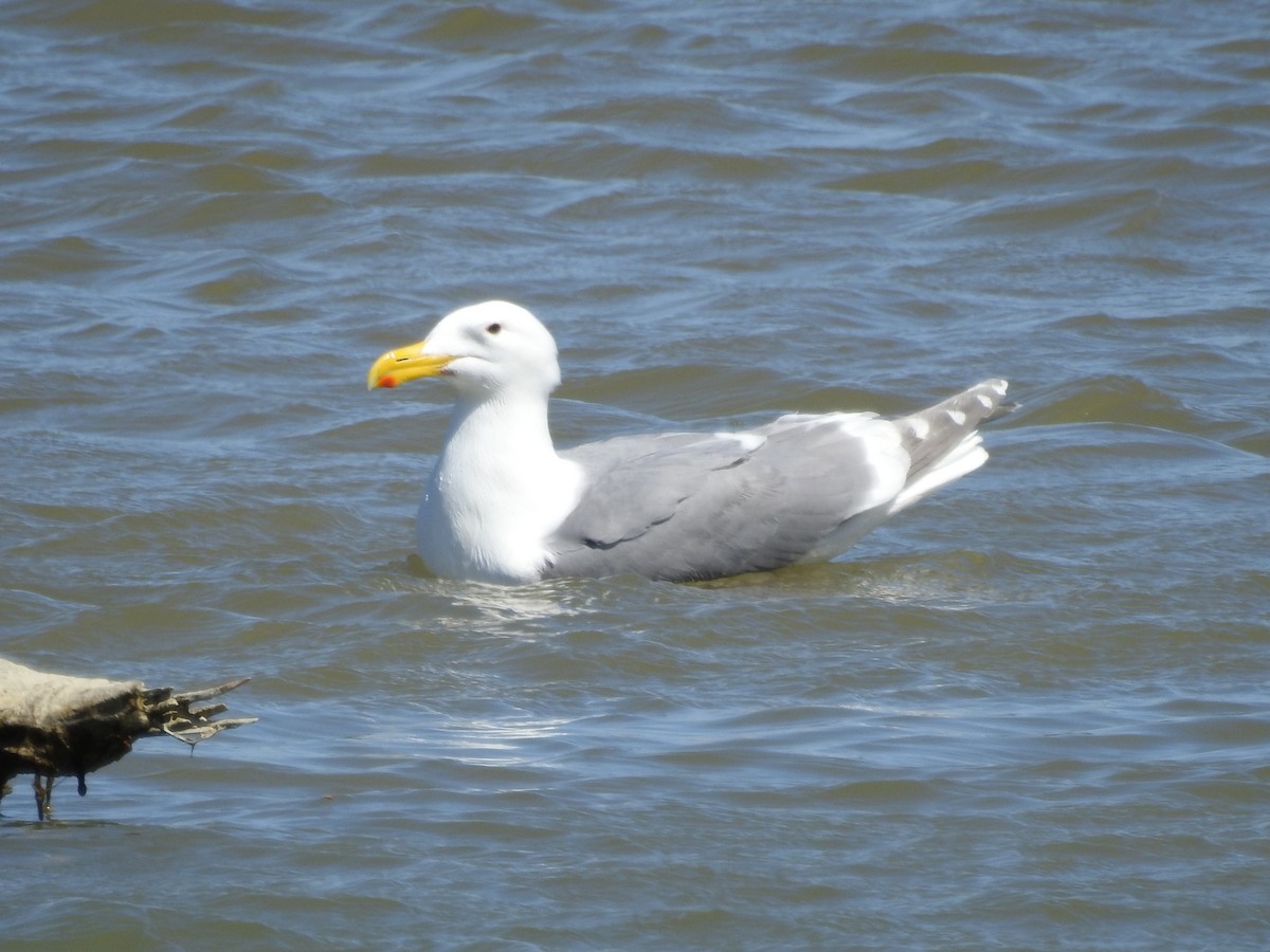 Glaucous-winged Gull - ML188229271