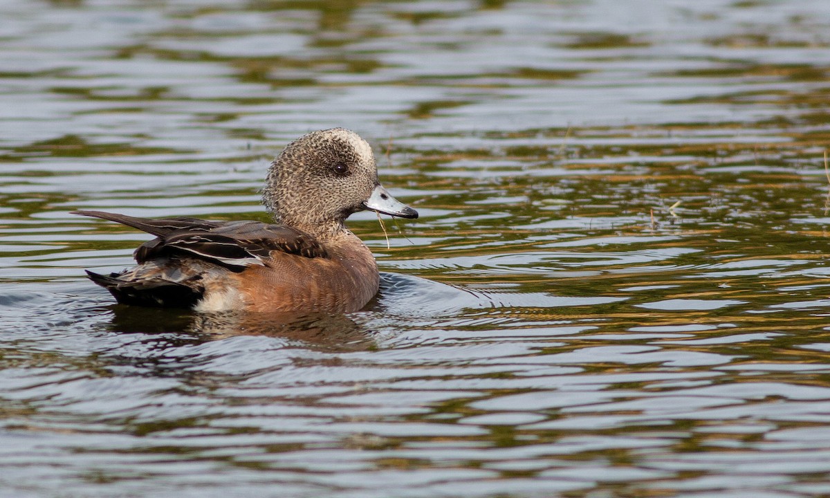 American Wigeon - ML188229371