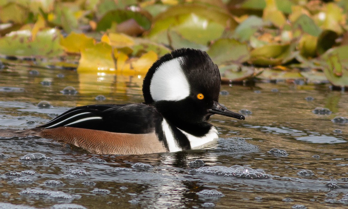 Hooded Merganser - ML188230541