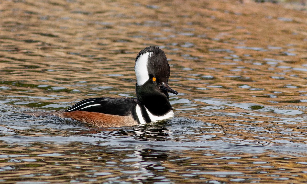 Hooded Merganser - ML188230551