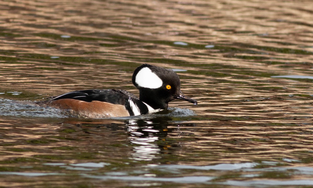 Hooded Merganser - ML188230561