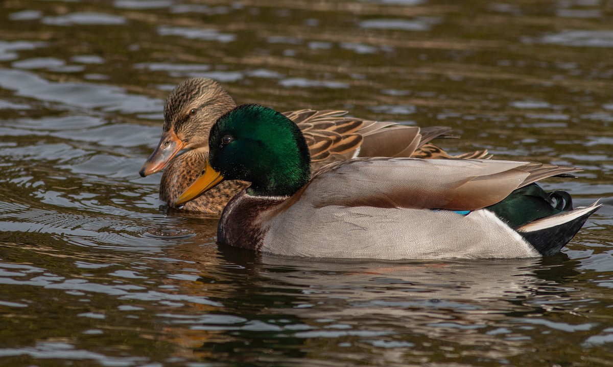 Mallard - ML188231301