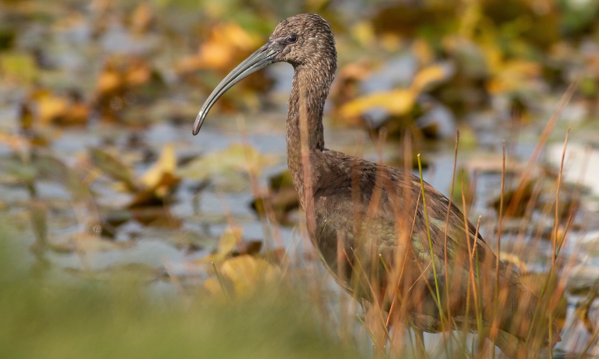 White-faced Ibis - ML188231801