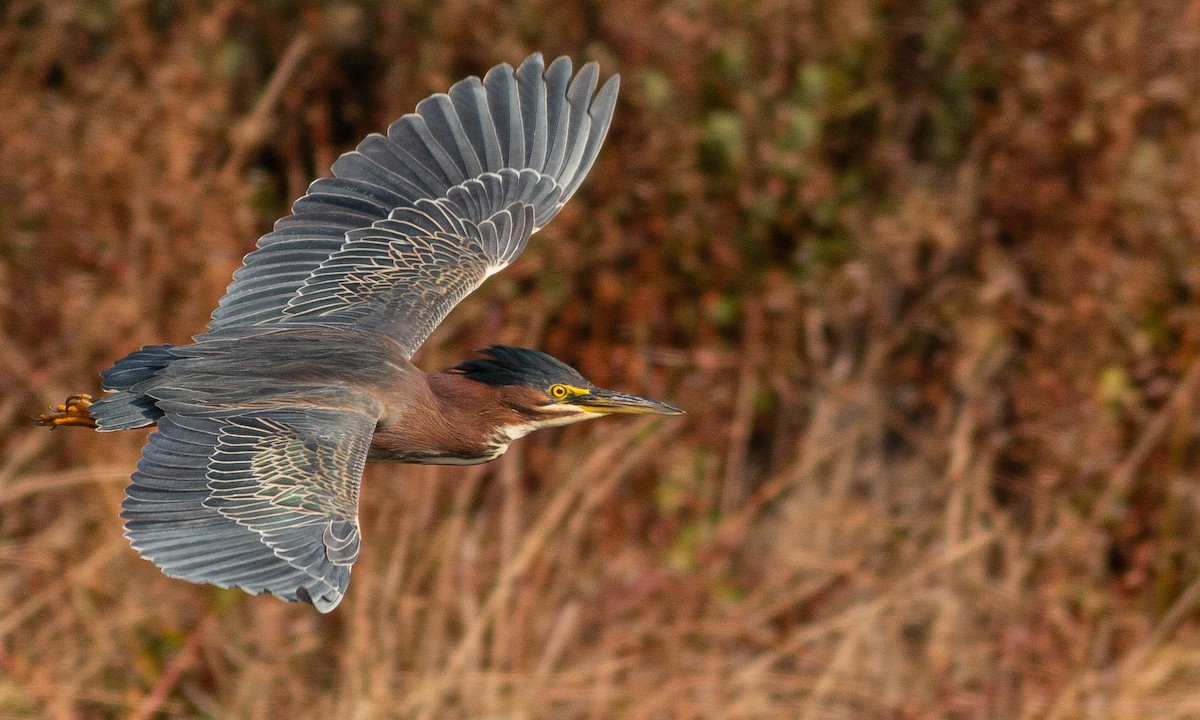 Green Heron - ML188232651