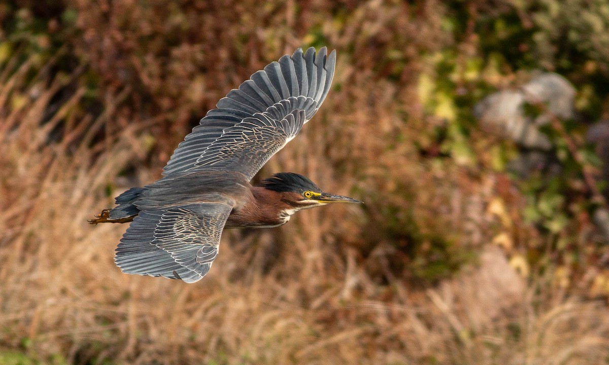 Green Heron - ML188232681