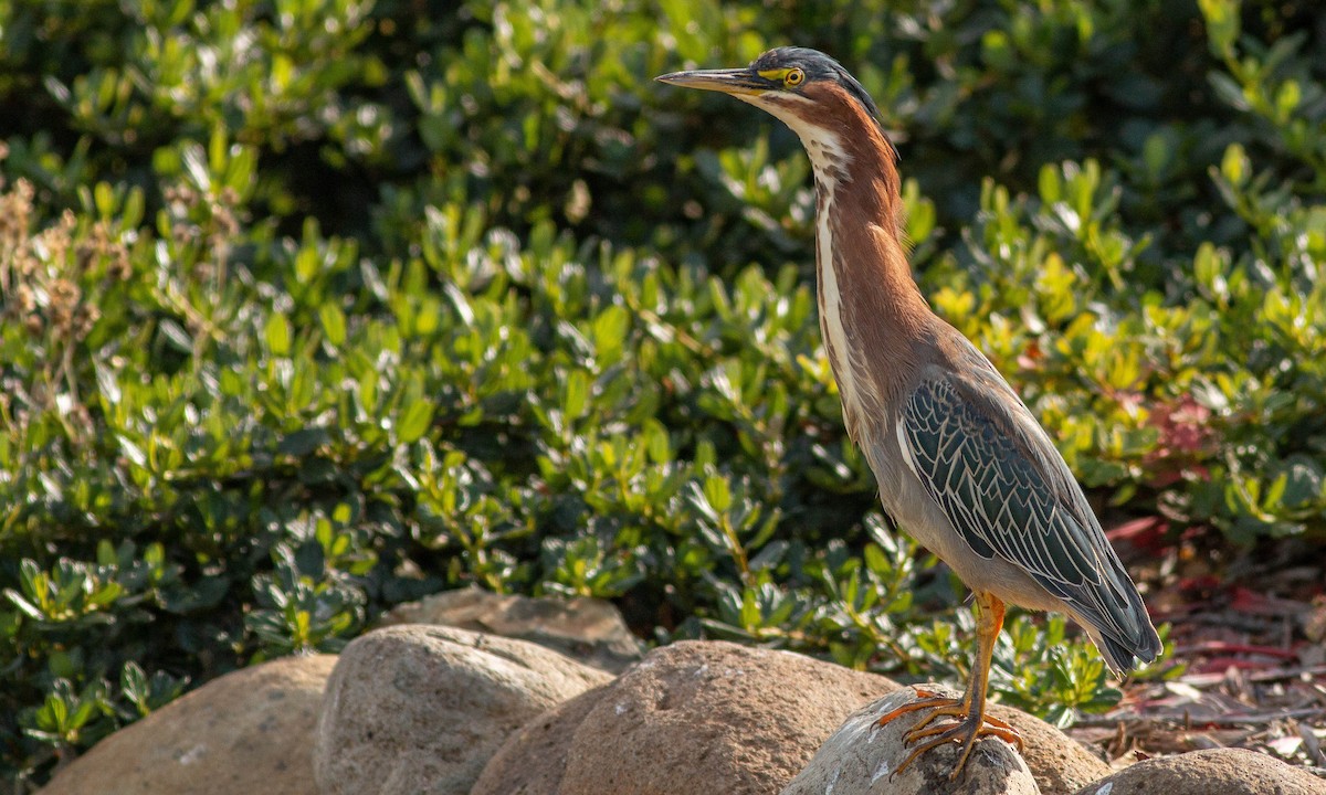 Green Heron - ML188232741