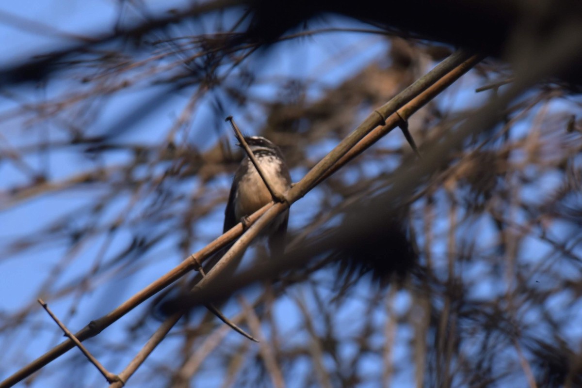 Spot-breasted Fantail - Rahul M.S