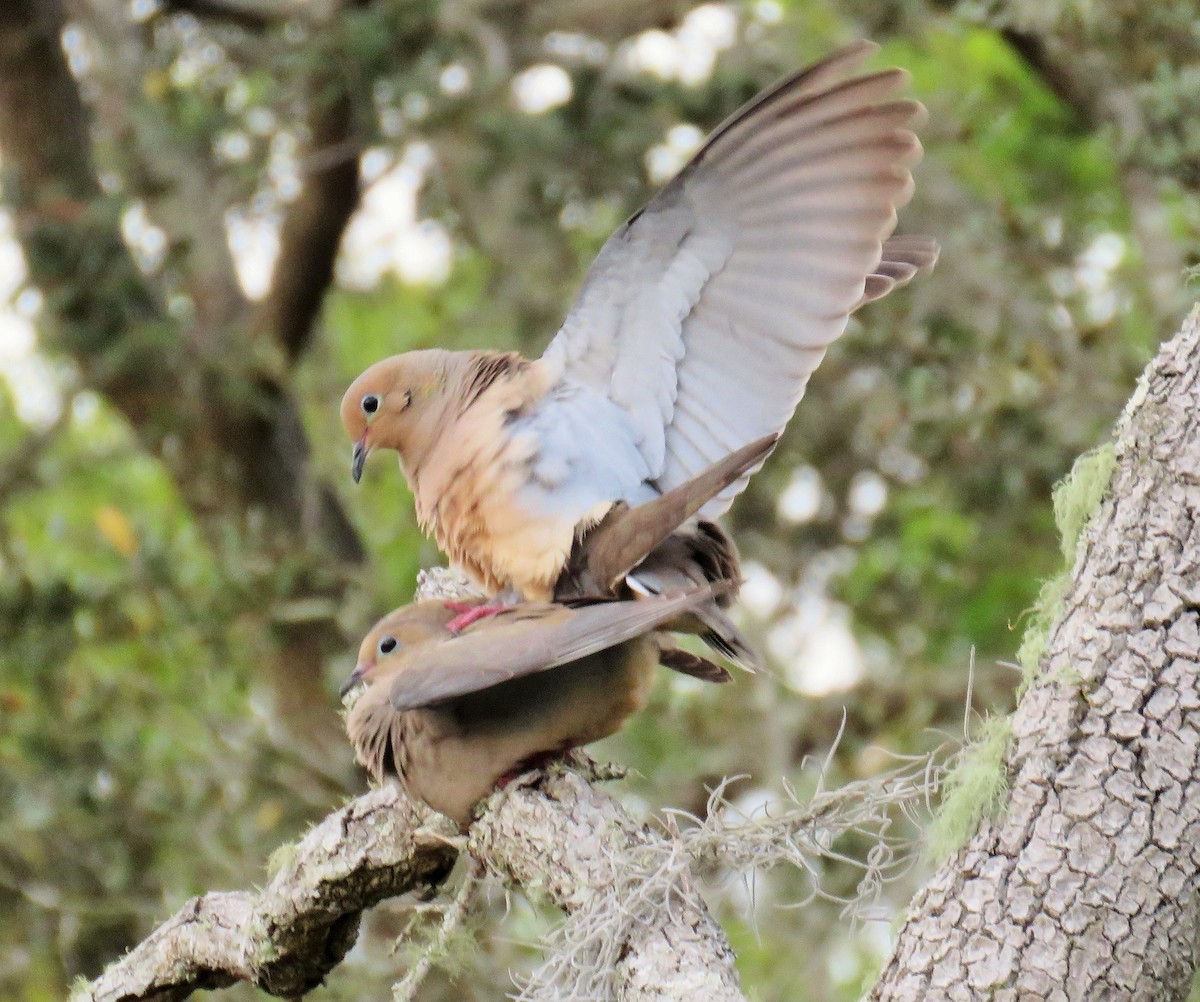 Mourning Dove - ML188233961