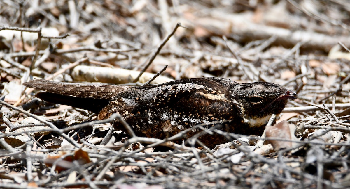 White-throated Nightjar - ML188234931