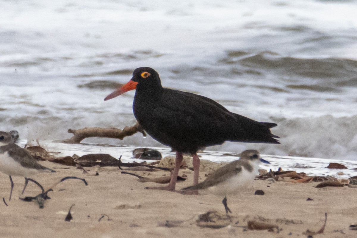 Sooty Oystercatcher - ML188235891