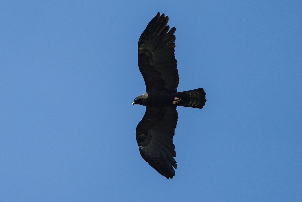 Black Eagle - Prashant Tewari