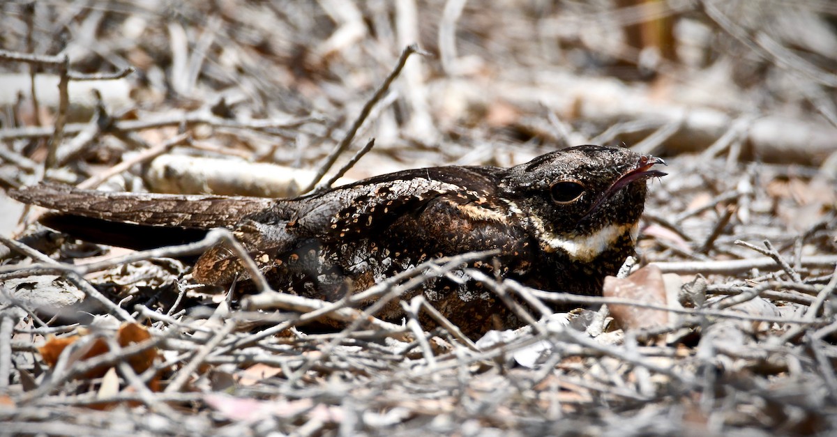 White-throated Nightjar - ML188237381