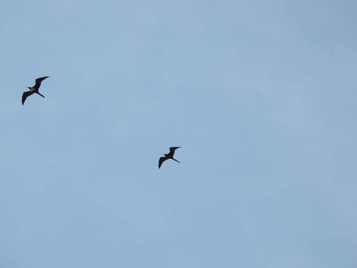 Lesser Frigatebird - ML188237531