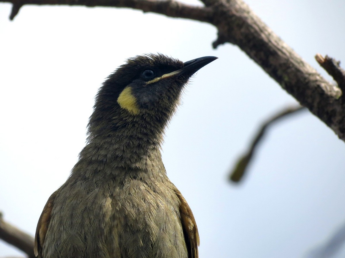 Lewin's Honeyeater - Ash Allnutt