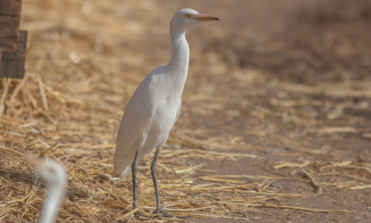 Western Cattle Egret - Paul Fenwick