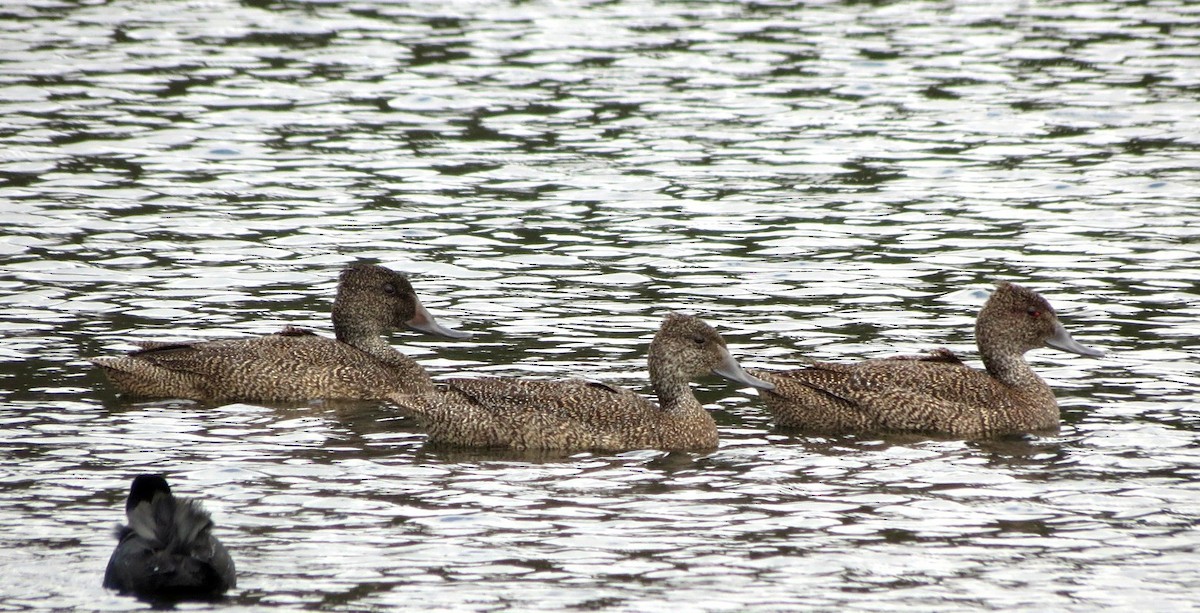 Freckled Duck - Ash Allnutt