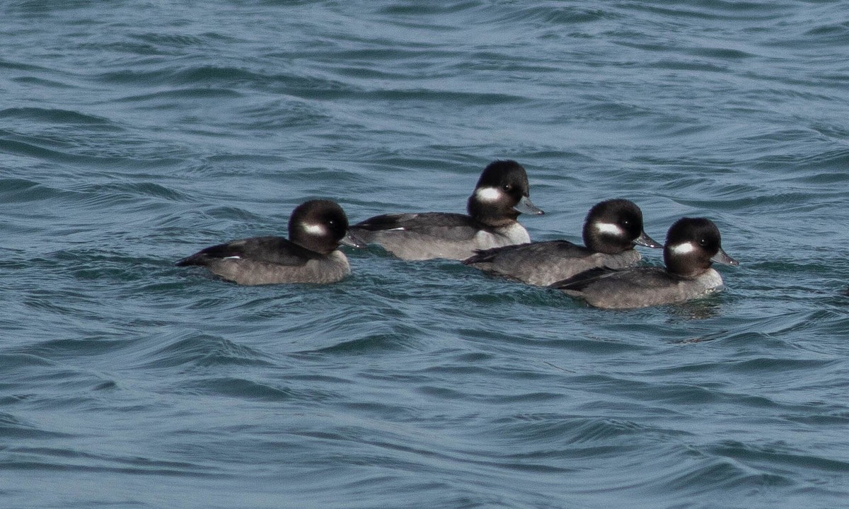 Bufflehead - ML188241081